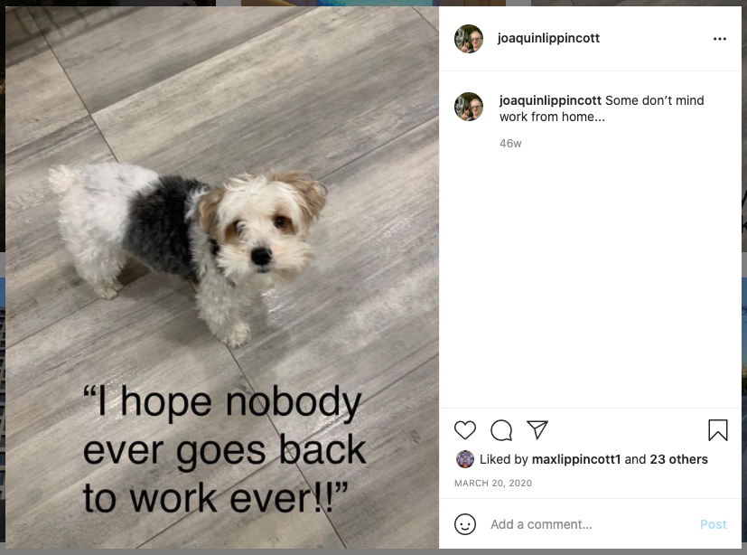 Dog saying: "I hope nobody goes back to work ever"